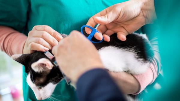Lo dice la ley: el microchip ya es obligatorio para gatos y estas son las multas por no ponérselo - ¿Cómo funciona el microchip? Así es el sistema que localiza a tu gato
