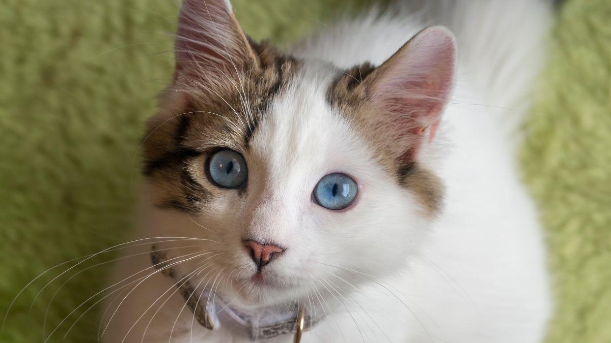 Lo dice la ley: el microchip ya es obligatorio para gatos y estas son las multas por no ponérselo