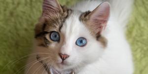 Lo dice la ley: el microchip ya es obligatorio para gatos y estas son las multas por no ponérselo