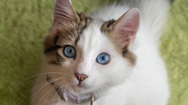 Lo dice la ley: el microchip ya es obligatorio para gatos y estas son las multas por no ponérselo