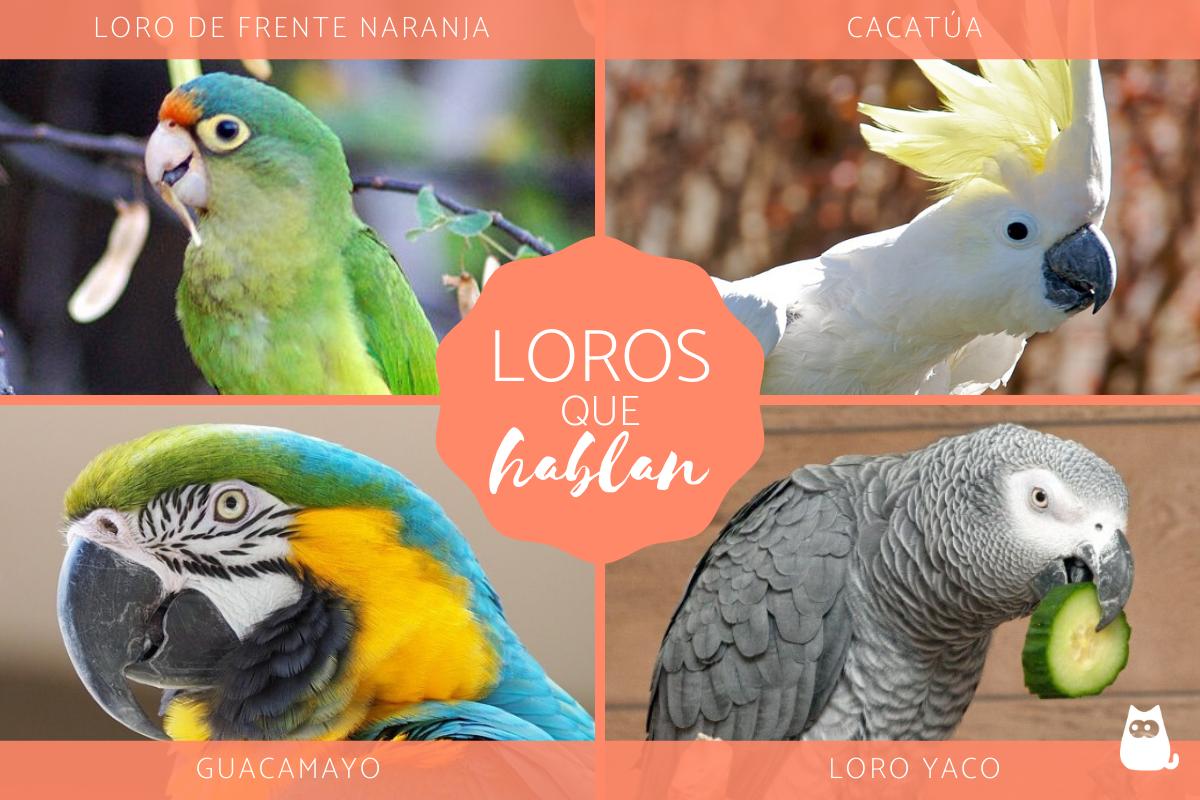 Loros que hablan - Características, tipos y razas