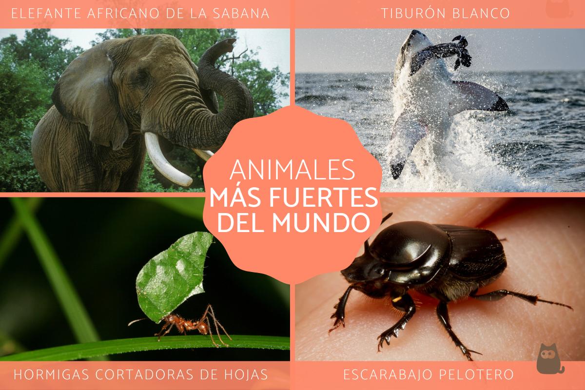 Los animales más fuertes del mundo