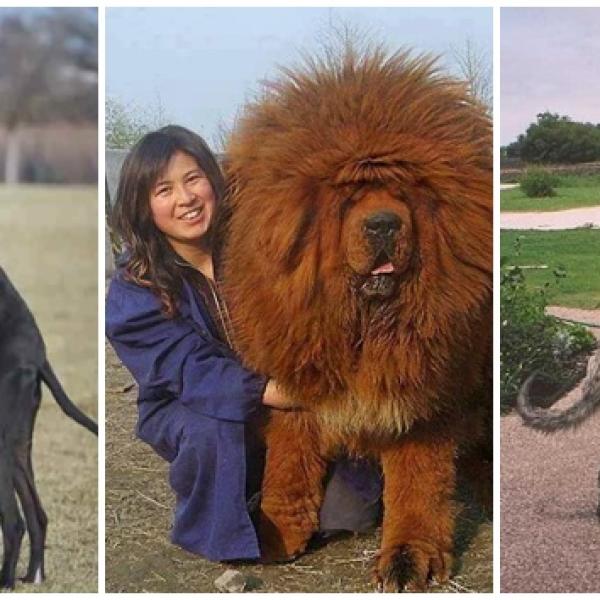 cual es el perro mas grande de la historia