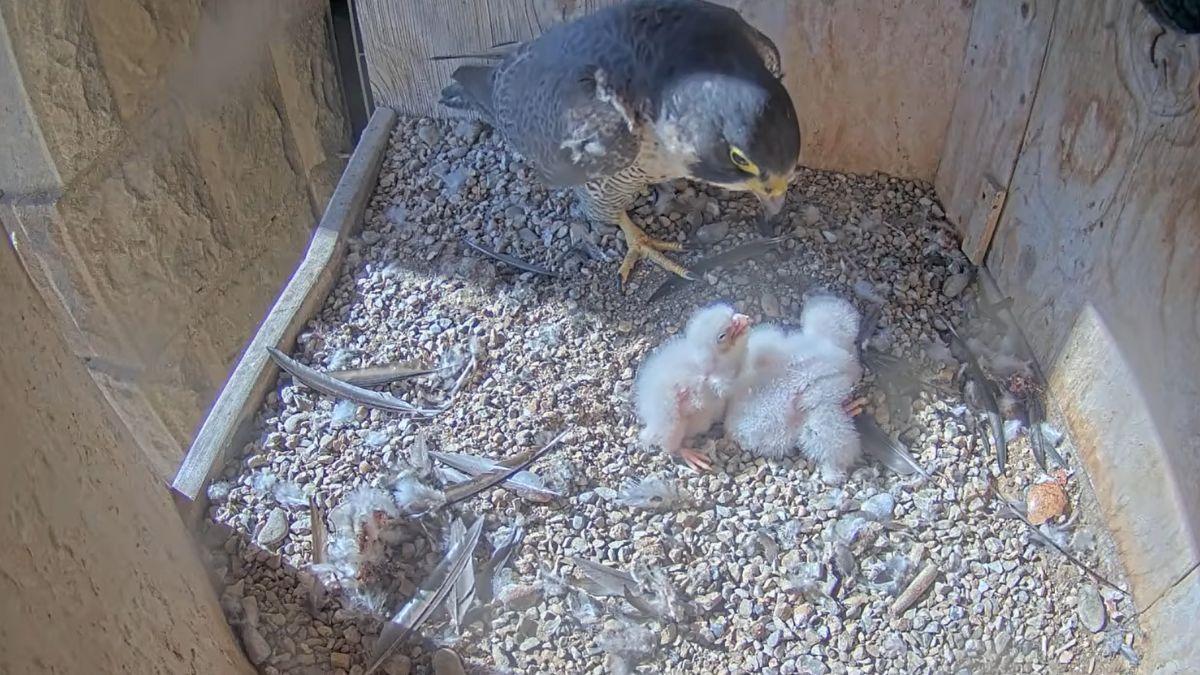 Accidente en el nido de la Sagrada Familia: cae un polluelo de halcón peregrino