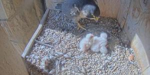 Accidente en el nido de la Sagrada Família: cae un polluelo de halcón peregrino