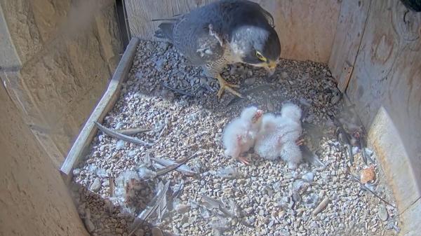 Accidente en el nido de la Sagrada Familia: cae un polluelo de halcón peregrino