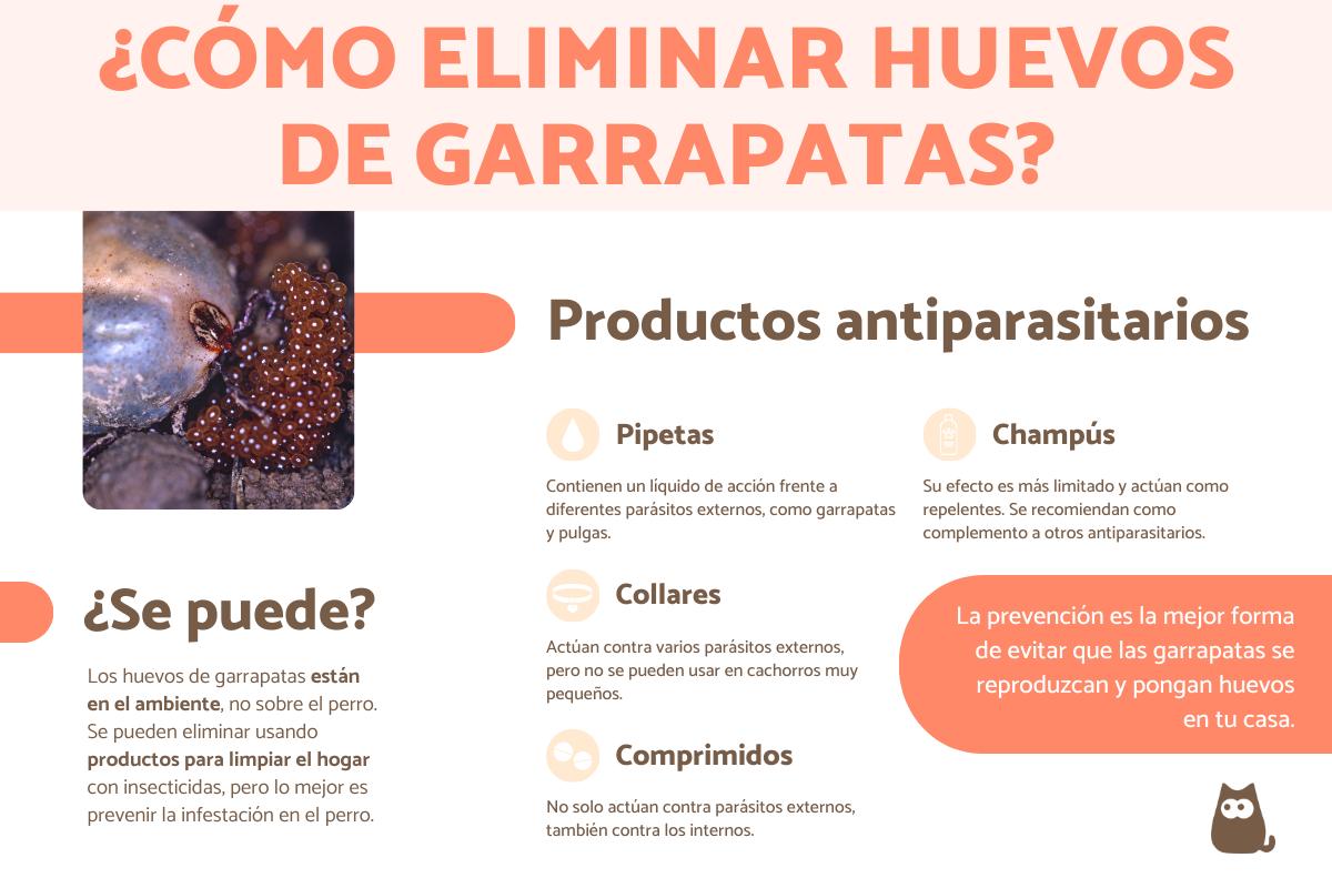 ¿Cómo eliminar los huevos de garrapatas en perros?