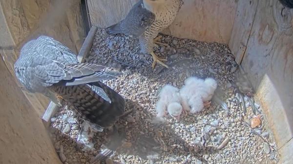 Accidente en el nido de la Sagrada Familia: cae un polluelo de halcón peregrino - El nido de la Sagrada Família, un punto clave para los halcones peregrinos en Barcelona