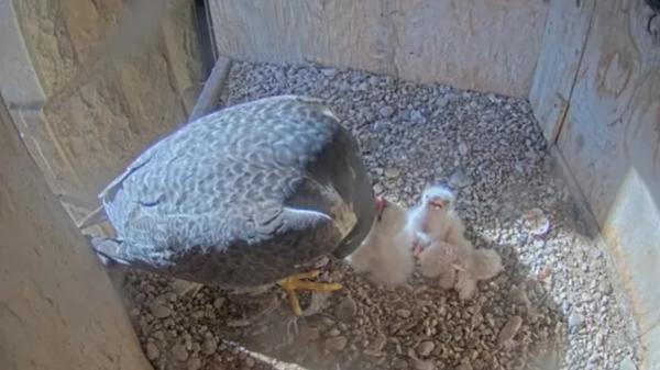 Accidente en el nido de la Sagrada Familia: cae un polluelo de halcón peregrino - El tercer polluelo completaba la nidada nacida este año en la Sagrada Família
