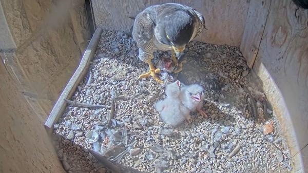Accidente en el nido de la Sagrada Familia: cae un polluelo de halcón peregrino - Un proyecto de conservación seguido en directo en Barcelona