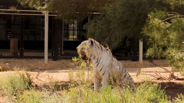 El último tigre de circo de Portugal ya es libre: así empieza la nueva vida de Sona en Alicante tras 16 años en cautividad - El papel del centro de Villena en el rescate de grandes felinos en Europa
