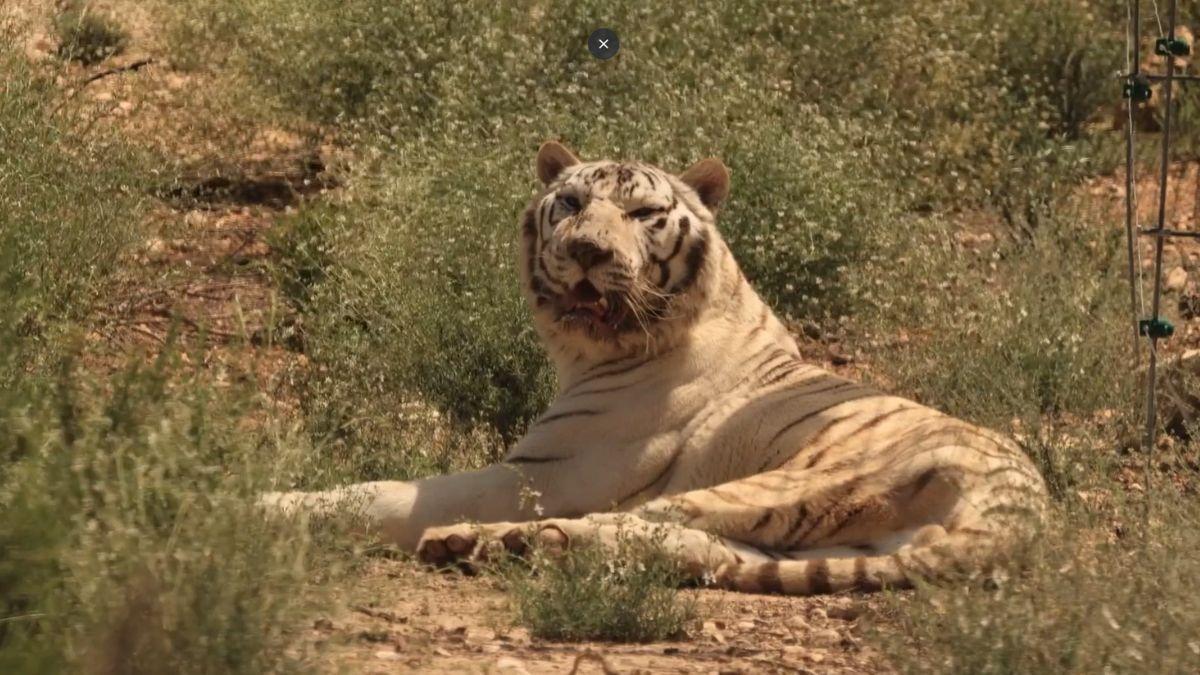 El último tigre de circo de Portugal ya es libre: así empieza la nueva vida de Sona en Alicante tras 16 años en cautividad