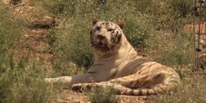 El último tigre de circo de Portugal ya es libre: así empieza la nueva vida de Sona en Alicante tras 16 años en cautividad