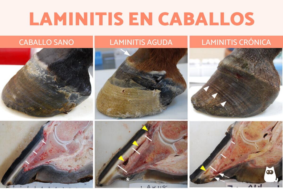 Laminitis en caballos - Síntomas, tratamiento y prevención