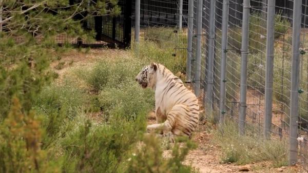 El último tigre de circo de Portugal ya es libre: así empieza la nueva vida de Sona en Alicante tras 16 años en cautividad - Las graves secuelas físicas que arrastra Sona