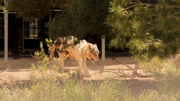 El último tigre de circo de Portugal ya es libre: así empieza la nueva vida de Sona en Alicante tras 16 años en cautividad - Sona es un tigre de Bengala blanco