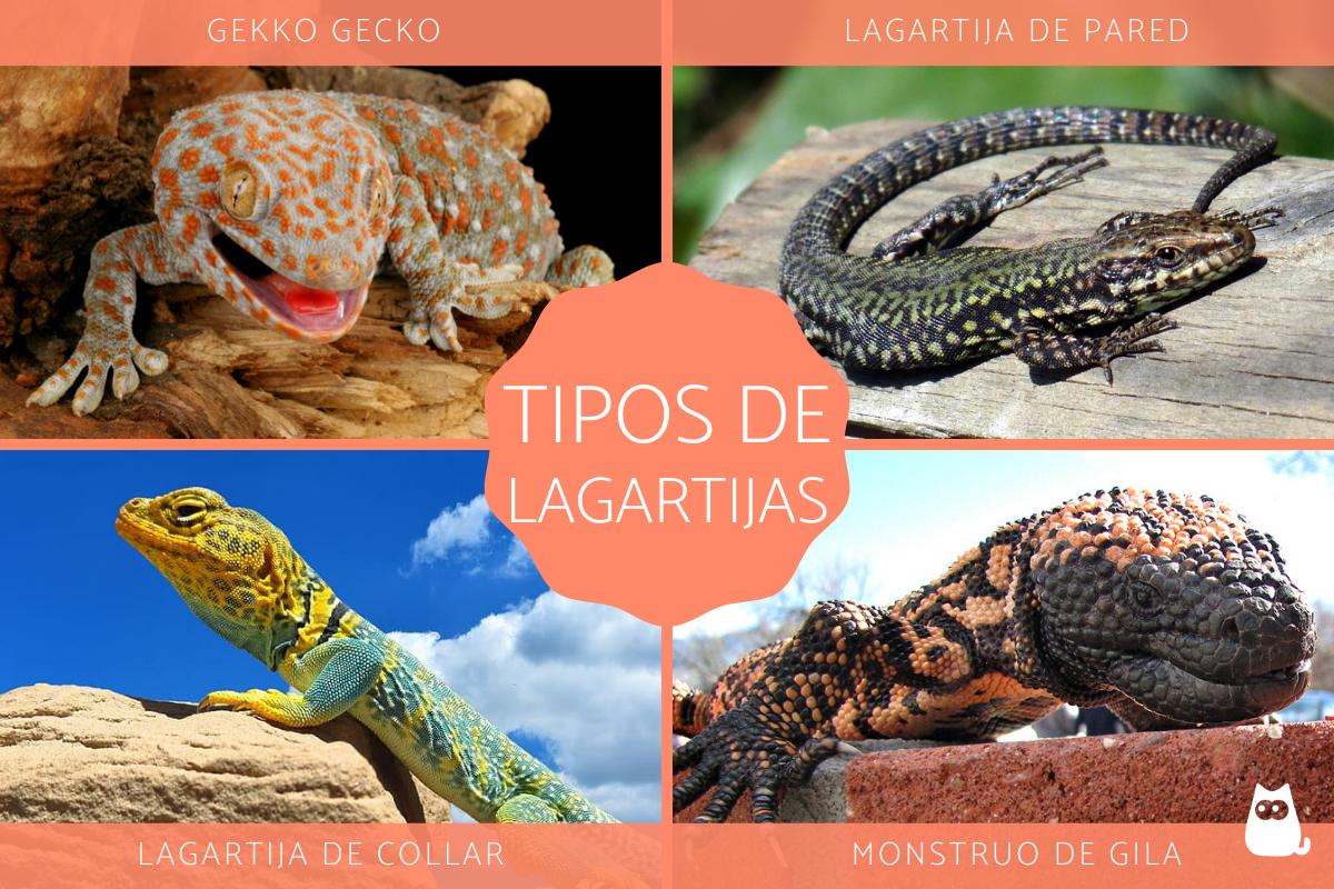 Tipos de lagartijas