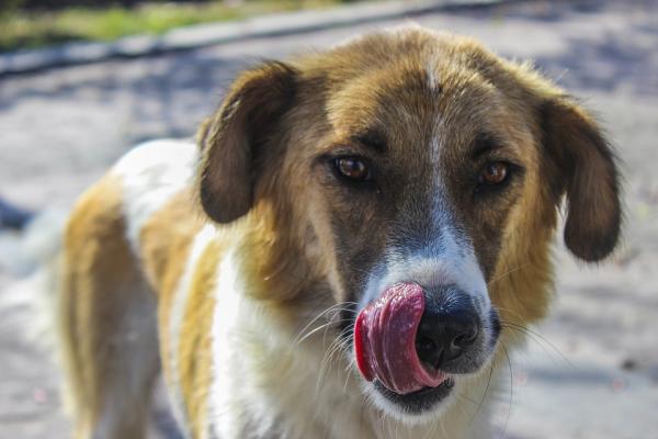 ¿Cómo demostrar a un perro que lo quieres? - 3. Aprende a decirle te quiero en idioma perruno