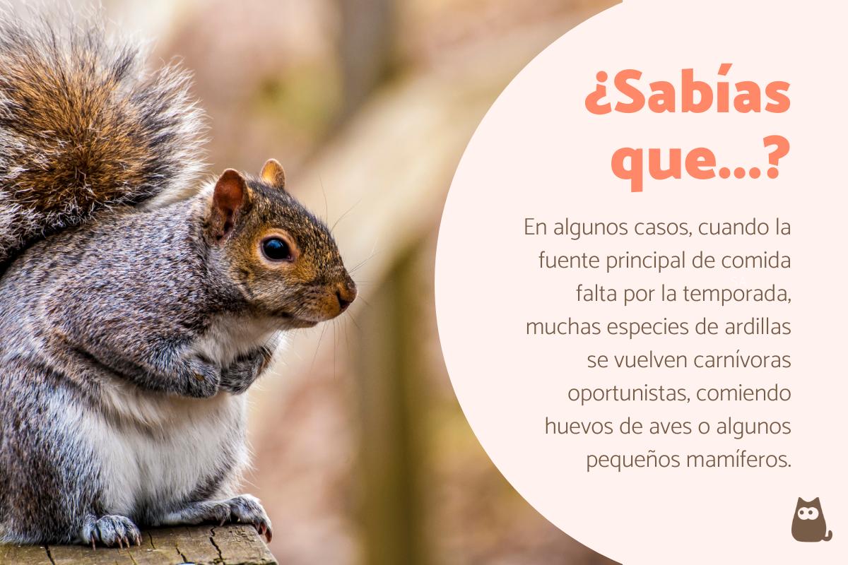Curiosidades de las ardillas