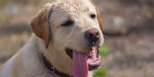Los veterinarios expertos alertan: “Mojar la cabeza de tu perro cuando hace calor es un error, mejor hazlo en las almohadillas y la barriga”