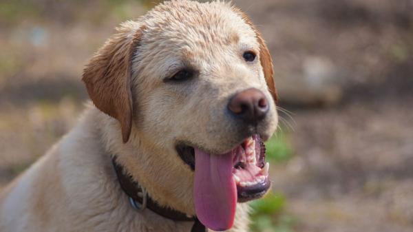 Los veterinarios expertos alertan: “Mojar la cabeza de tu perro cuando hace calor es un error, mejor hazlo en las almohadillas y la barriga”
