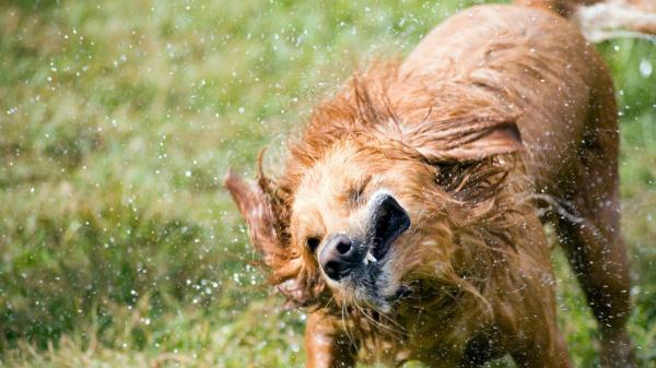 Los veterinarios expertos alertan: “Mojar la cabeza de tu perro cuando hace calor es un error, mejor hazlo en las almohadillas y la barriga” - No solo la cabeza: el lomo y las zonas con más pelo tampoco se deben mojar