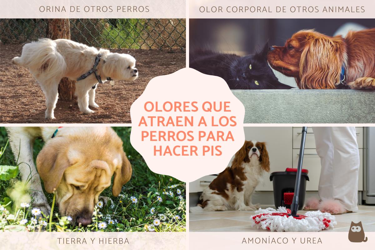 ¿Qué olores atraen a los perros para hacer pis?