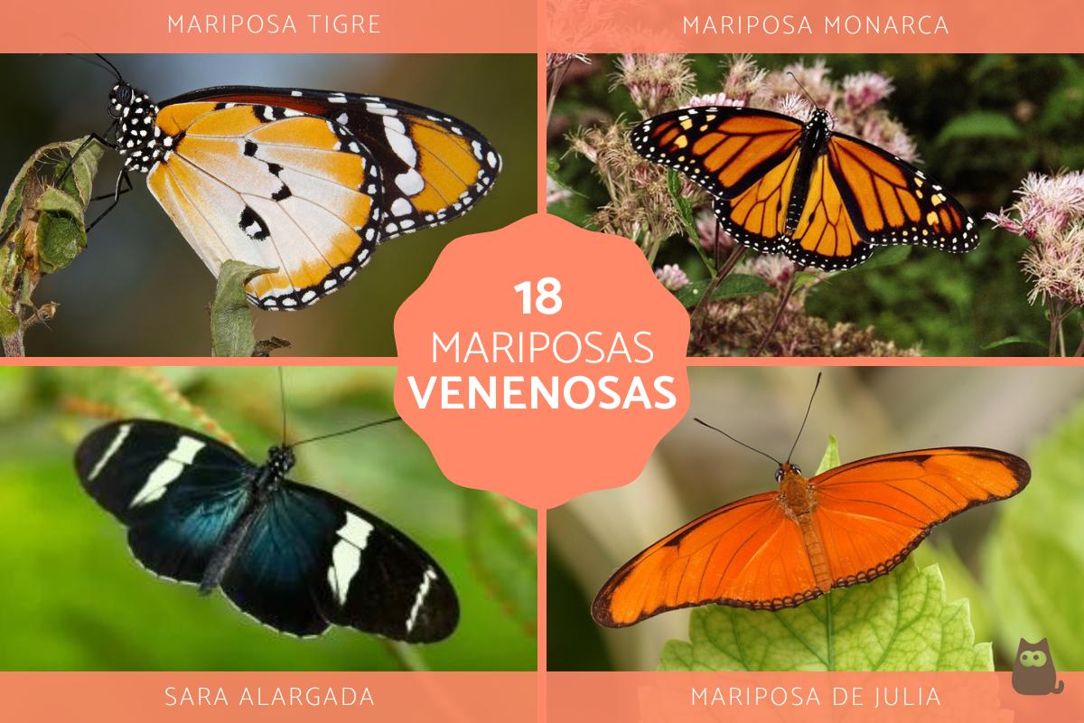 Tipos de mariposas venenosas