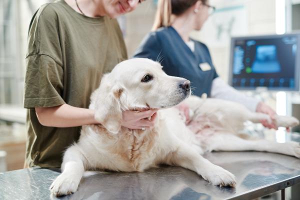 Mi perro ha vomitado después de desparasitarlo: causas y qué hacer - 1. Reacción al fármaco