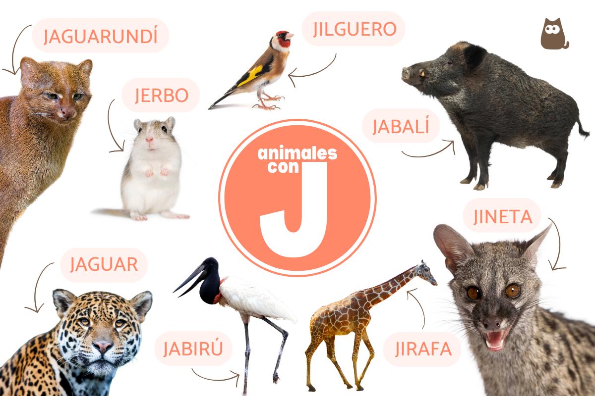 Animales con J en español y en inglés