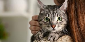 Carlos Gutiérrez, veterinario: “Los gatos atigrados suelen ser más familiares y dependientes”