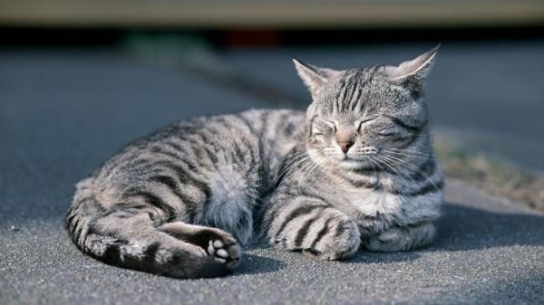 Carlos Gutiérrez, veterinario: “Los gatos atigrados suelen ser más familiares y dependientes” - La verdad sobre la “M” de la frente de los gatos atigrados: no significa lo que muchos creen