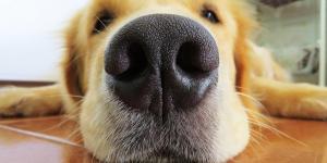 Mi perro ha vomitado después de desparasitarlo: causas y qué hacer