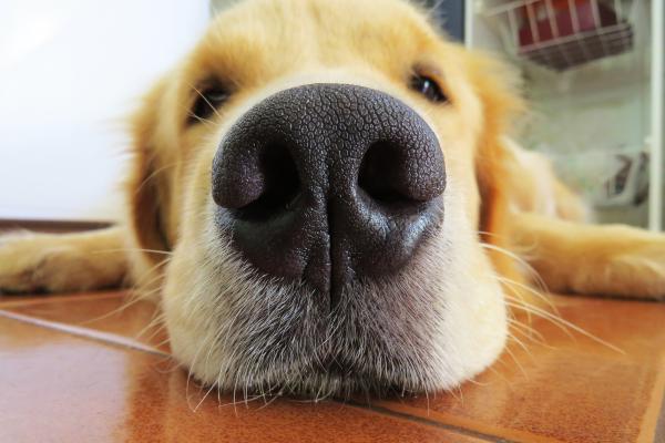 Mi perro ha vomitado después de desparasitarlo: causas y qué hacer