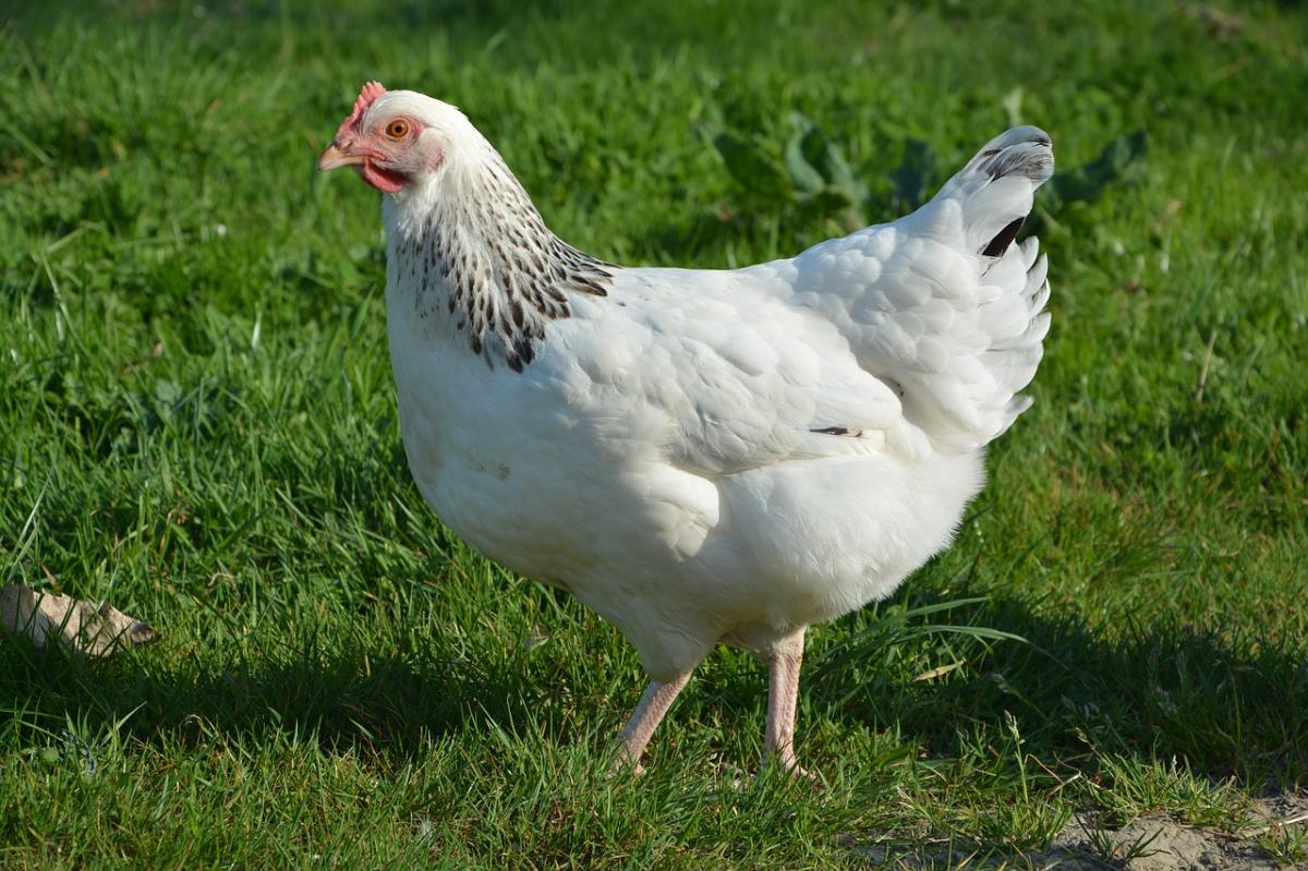 ¿Por qué las gallinas no vuelan?