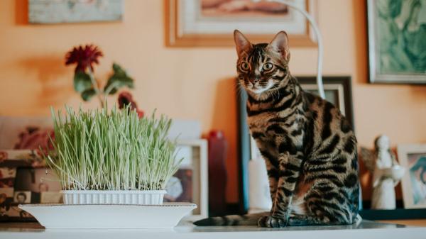 Carlos Gutiérrez, veterinario: “Los gatos atigrados suelen ser más familiares y dependientes” - Puede que tu gato sea atigrado y no lo sepas: un veterinario explica cómo identificarlo