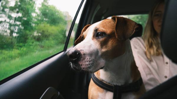 Ni suelto ni con cualquier arnés: cómo debe viajar un perro en el coche, según los expertos - La ley no obliga a usar un arnés concreto, pero la DGT recomienda estos sistemas para viajar con perro