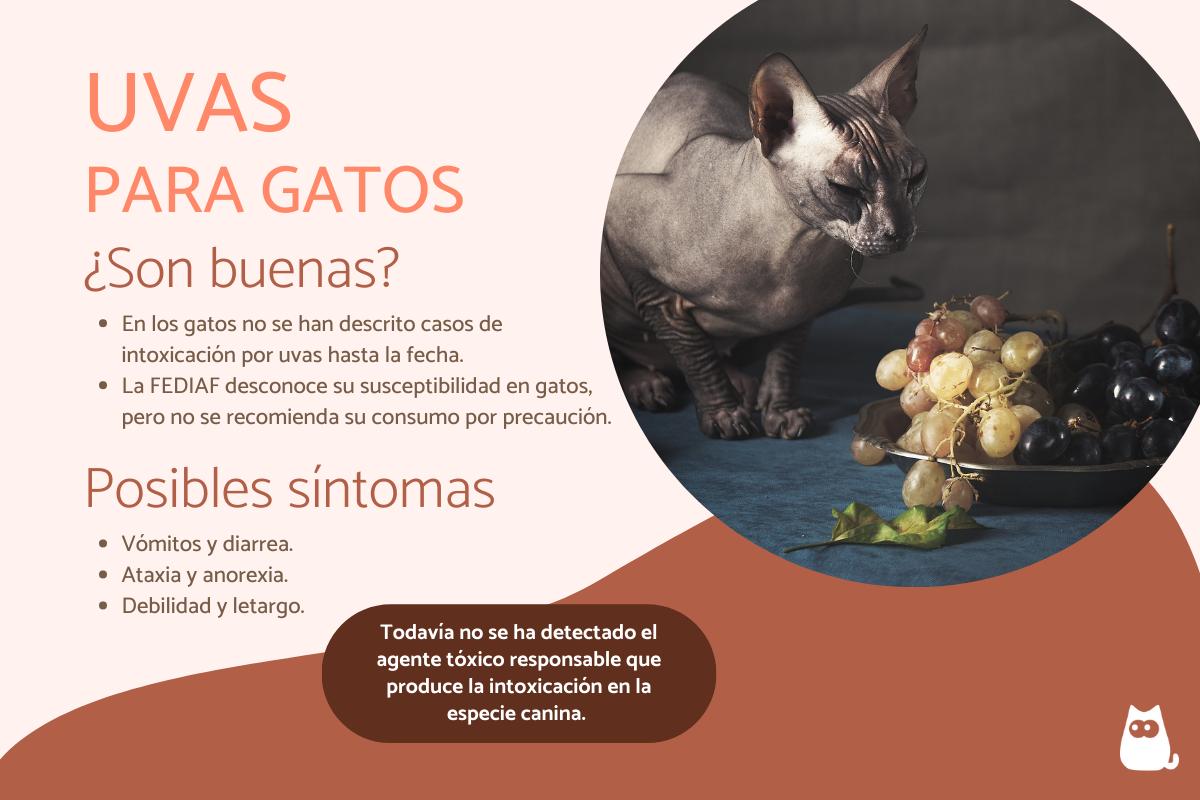 ¿Los gatos pueden comer uvas?
