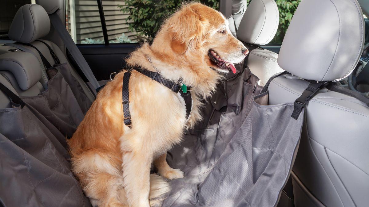 Ni suelto ni con cualquier arnés: cómo debe viajar un perro en el coche, según los expertos