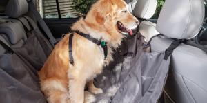Ni suelto ni con cualquier arnés: cómo debe viajar un perro en el coche, según los expertos