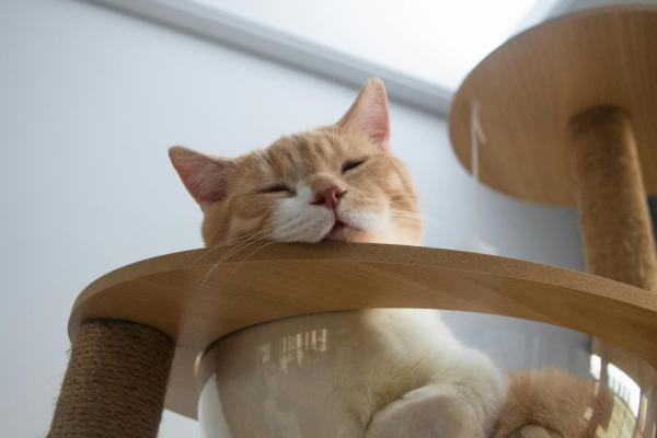 Mi gato ya no duerme conmigo: causas y qué hacer - 3. Tiene calor 