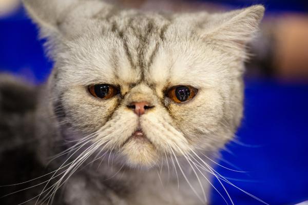 Mi gato ya no duerme conmigo: causas y qué hacer - 5. Está enfermo