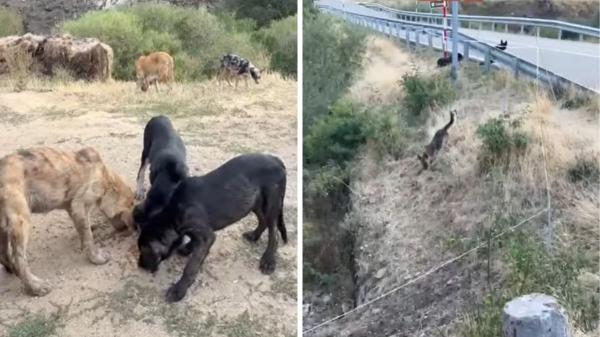 Encuentran unos 20 perros abandonados en León y piden ayuda urgente para rescatarlos: “La zona es de difícil acceso” - Así fue el hallazgo que empezó con unos cachorros y terminó en 20 perros abandonados