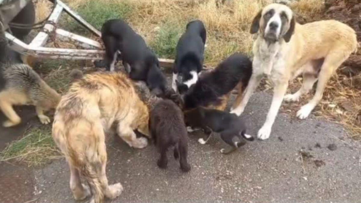 Encuentran unos 20 perros abandonados en León y piden ayuda urgente para rescatarlos: “La zona es de difícil acceso”