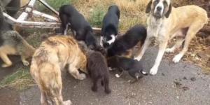 Encuentran unos 20 perros abandonados en León y piden ayuda urgente para rescatarlos: “La zona es de difícil acceso”
