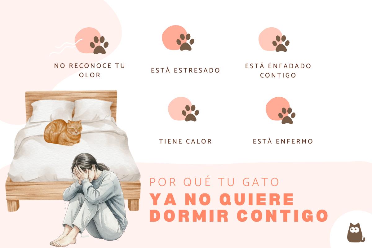 Mi gato ya no duerme conmigo: causas y qué hacer