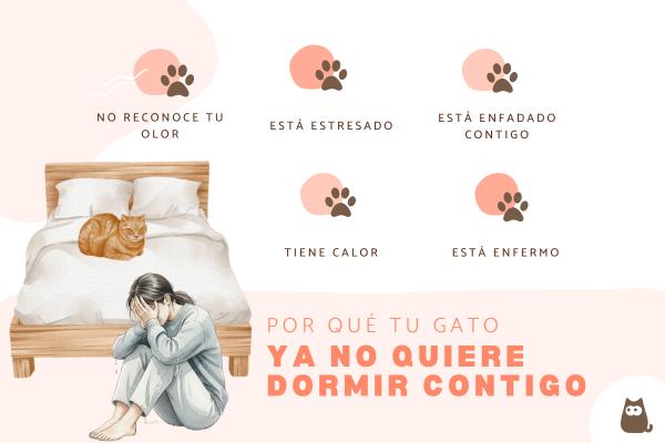 Mi gato ya no duerme conmigo: causas y qué hacer