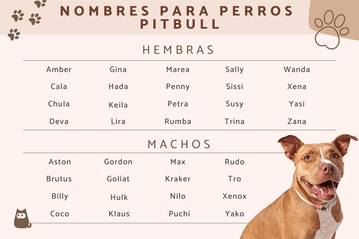 Nombres para perros pitbull