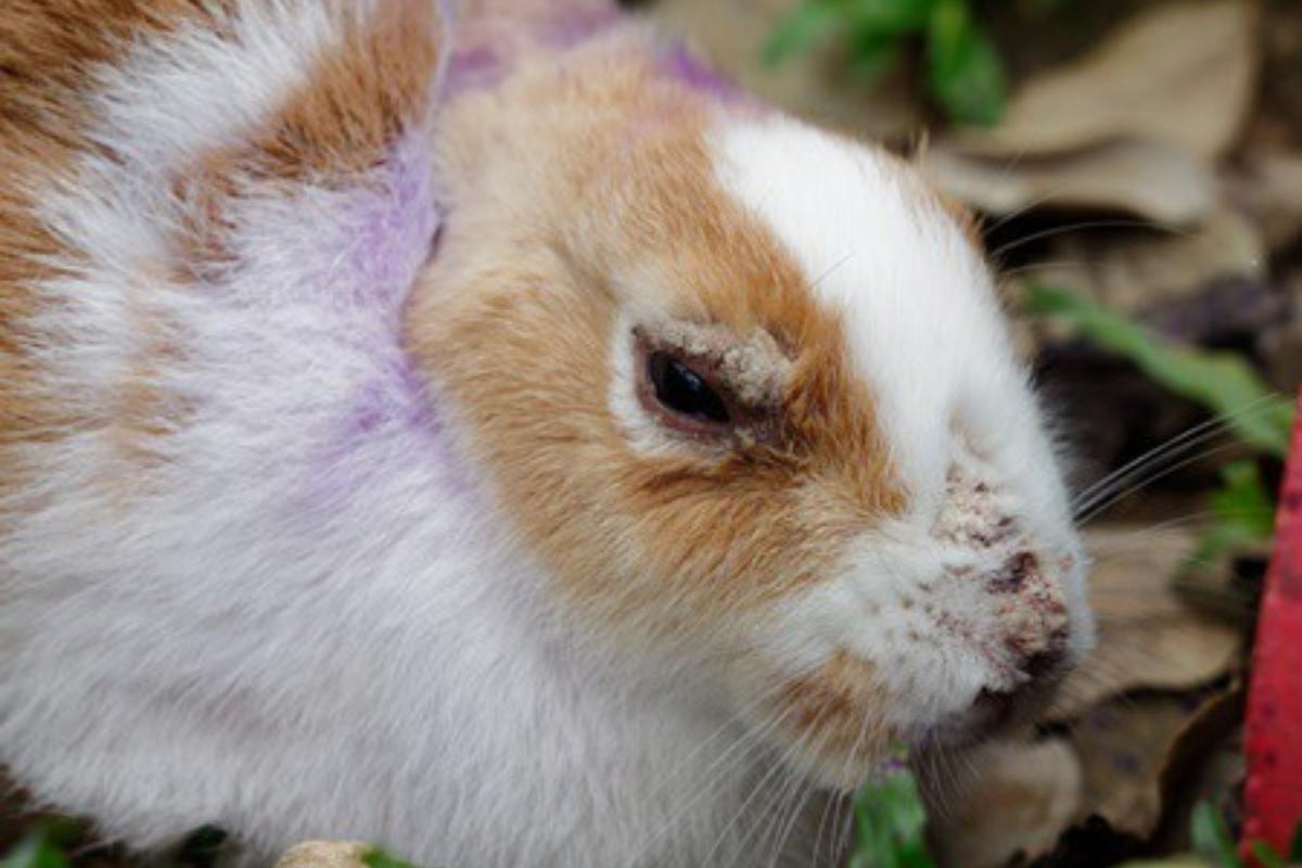 ¿Por qué mi conejo se arranca el pelo?