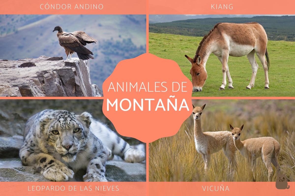 Animales de montaña